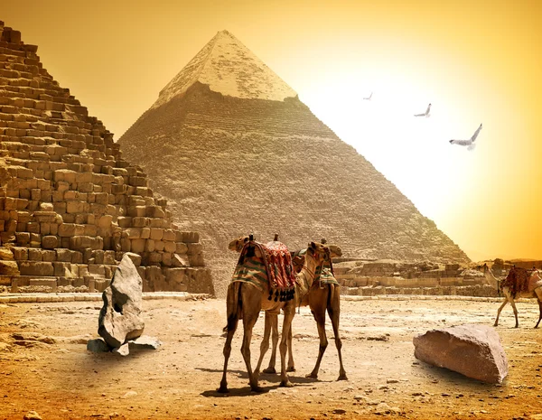 Верблюдов и пирамиды — стоковое фото