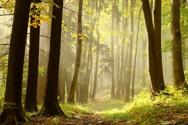 Осенний лес на вершине горы — стоковое фото