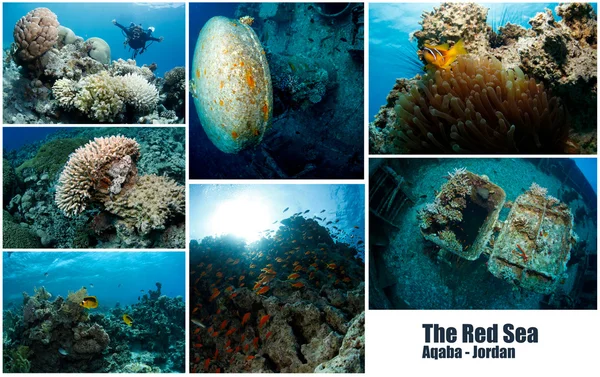 Коллаж подводного изображения — стоковое фото