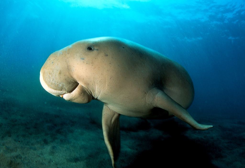 Дюгонь, или морская корова (Dugong dugon)