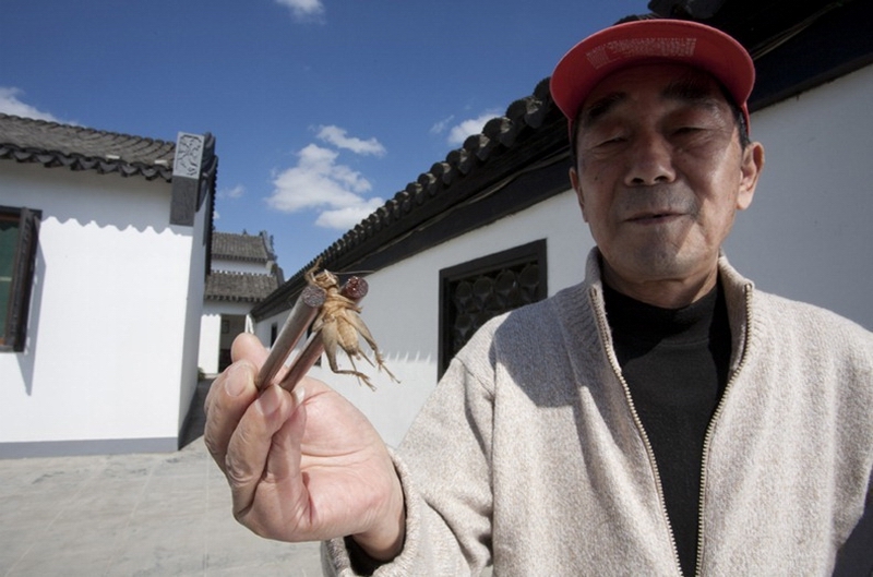 Как разводят сверчков в Китае для боев китай, сверчек, спорт