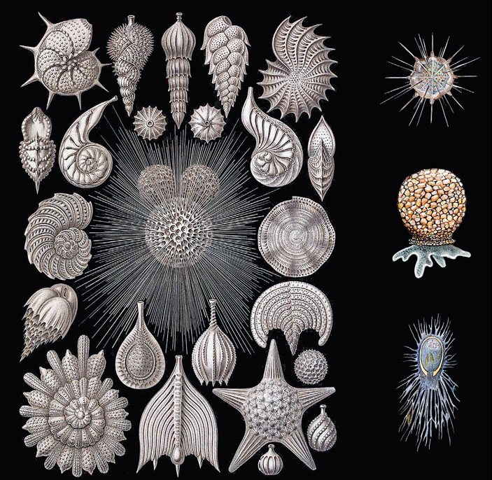 Раковины одноклеточных обитателей древних морей («Кот Шрёдингера» №9–10, 2017)