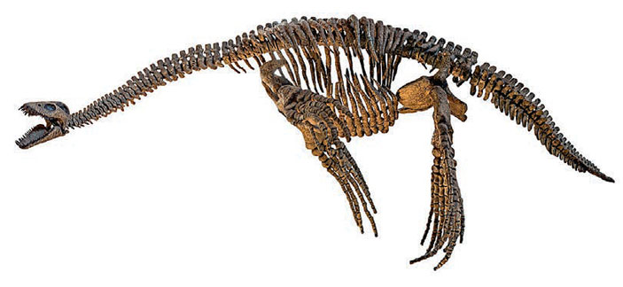 Скелет плезиозавра («Кот Шрёдингера» №9–10, 2017)