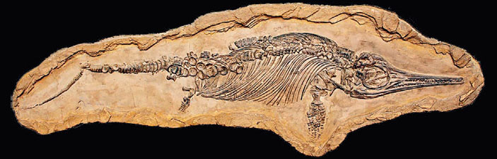 Ихтиозавр Stenopterygius («Кот Шрёдингера» №9–10, 2017)