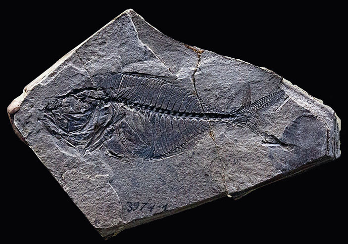Рыба из семейства ставридовых. Из коллекции Палеонтологического музея («Кот Шрёдингера» №9–10, 2017)