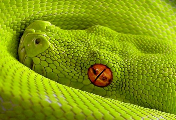Зеленая змея, фото