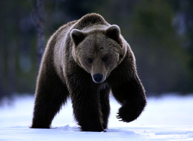 Медведь - одно из самых опасных животных