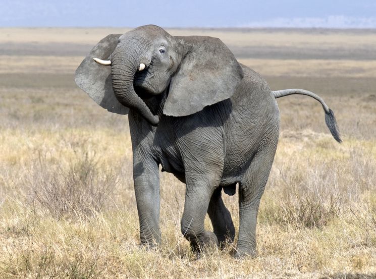 Африканский слон Loxodonta