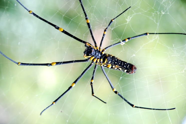 Nephila банановый паук один из самых опасных паукообразных