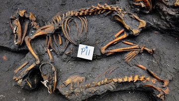 Собачьи скелеты, найденные археологами на месте древней столицы ацтеков