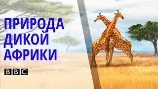 ✪ Поразительный Документальный фильм BBC о природе и животных дикой Африки [BBC на русском]
