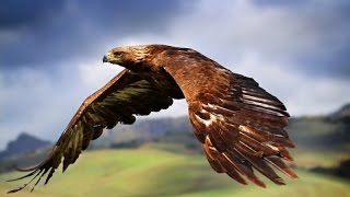Сила хищных птиц (Документальные фильмы, передачи HD)