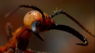 Войны насекомых. Документальные фильмы про животных 2016 HD
