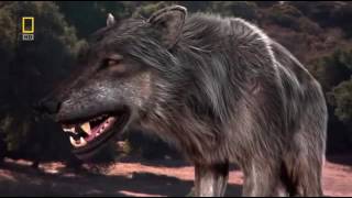 Доисторические хищники — Древний Страшный Волк. Документальный фильм HD