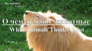 Discovery: О чем думают животные | What Animals Think About. Документальный фильм