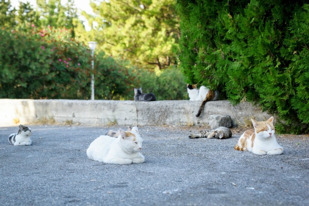 Греческие кошки