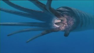 Приключения с морскими чудовищами Часть 1