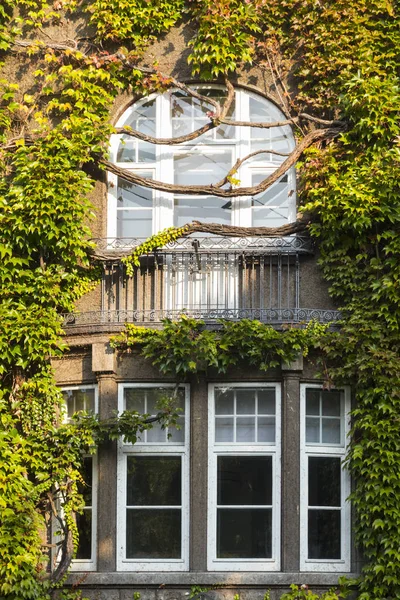 Окно, заросший пышный зеленый плющ — стоковое фото