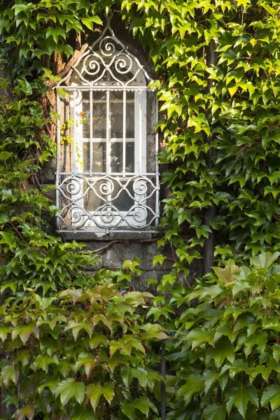 Окно, заросший пышный зеленый плющ — стоковое фото